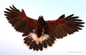 bird-of-prey-landing