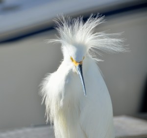 snowy-egret