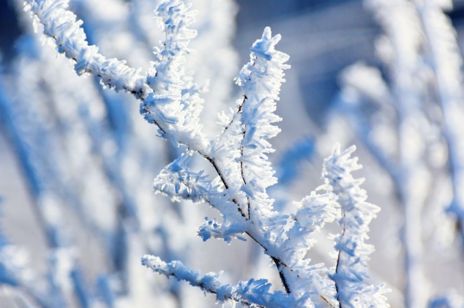 hoar-frost-on-a-branch