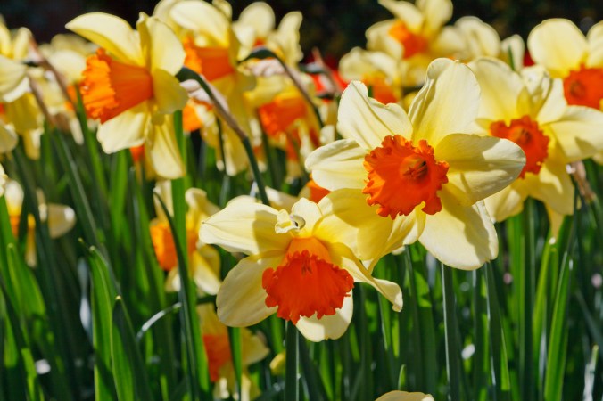 daffodils-glowing