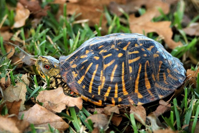 ornate-box-turtle