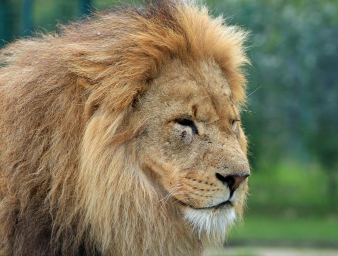lion-head-portrait