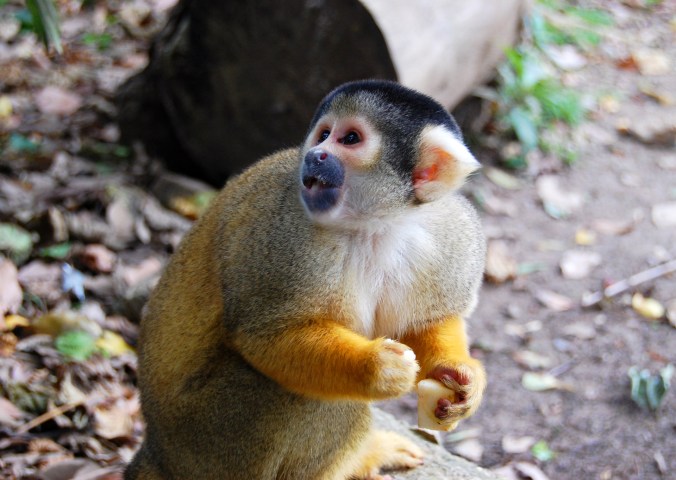 monkey-1360507484HSe