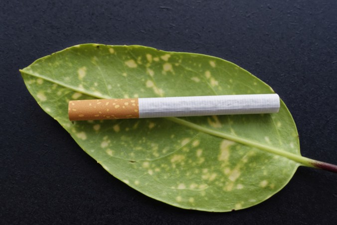 cigarette-leaf