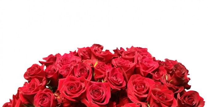 red-roses-white-background