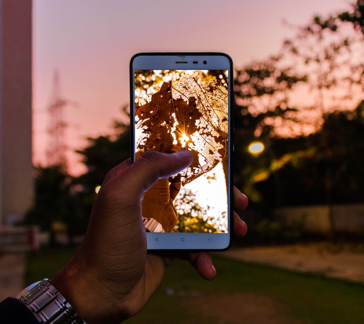 person capturing tree
