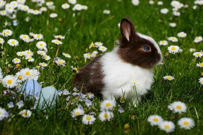 animal bright bunny chamomile