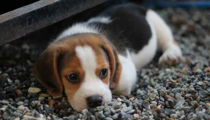 animal beagle canine close up