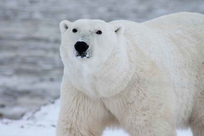 close photography of white polar bear