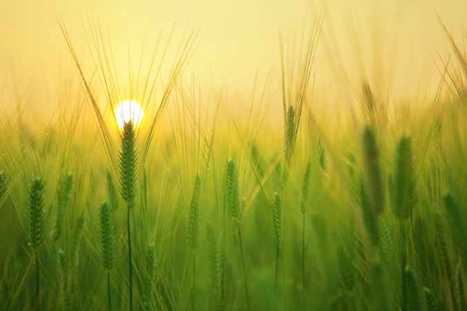 agriculture barley field beautiful close up