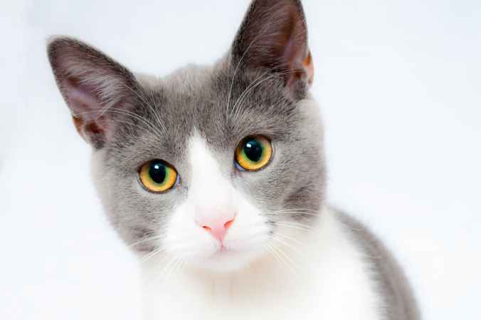grey and white short fur cat