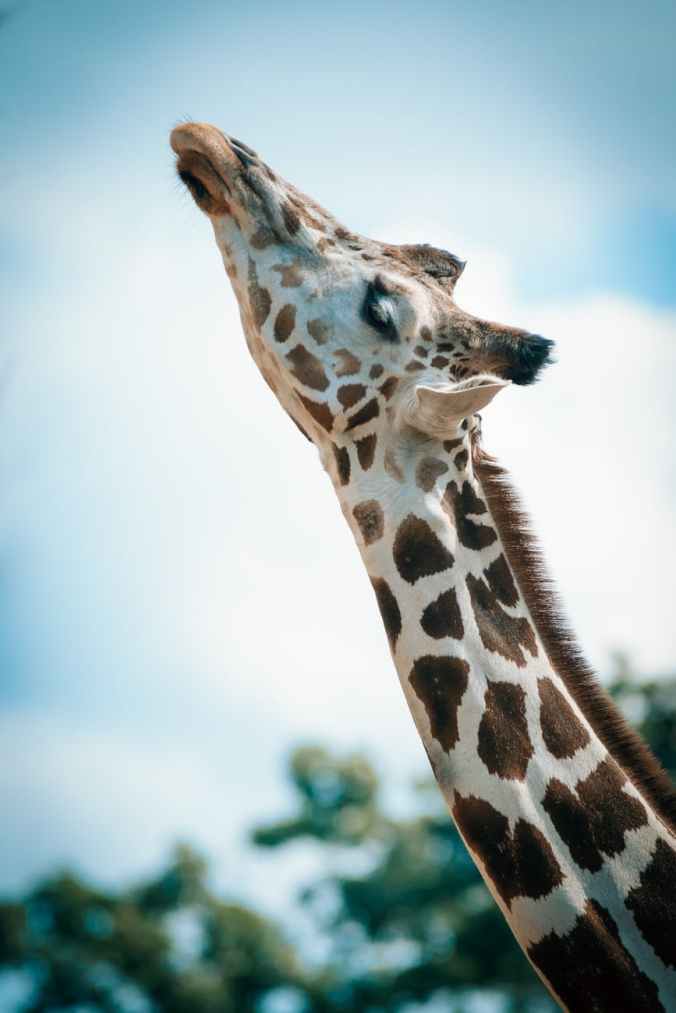 close up photography of giraffe