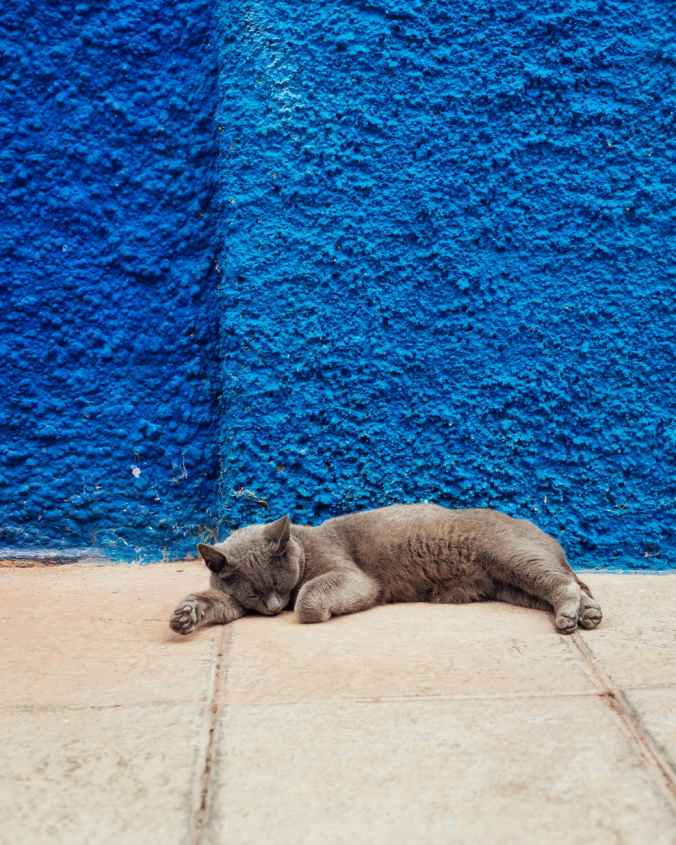 photo of cat lying down on floor near blue wall