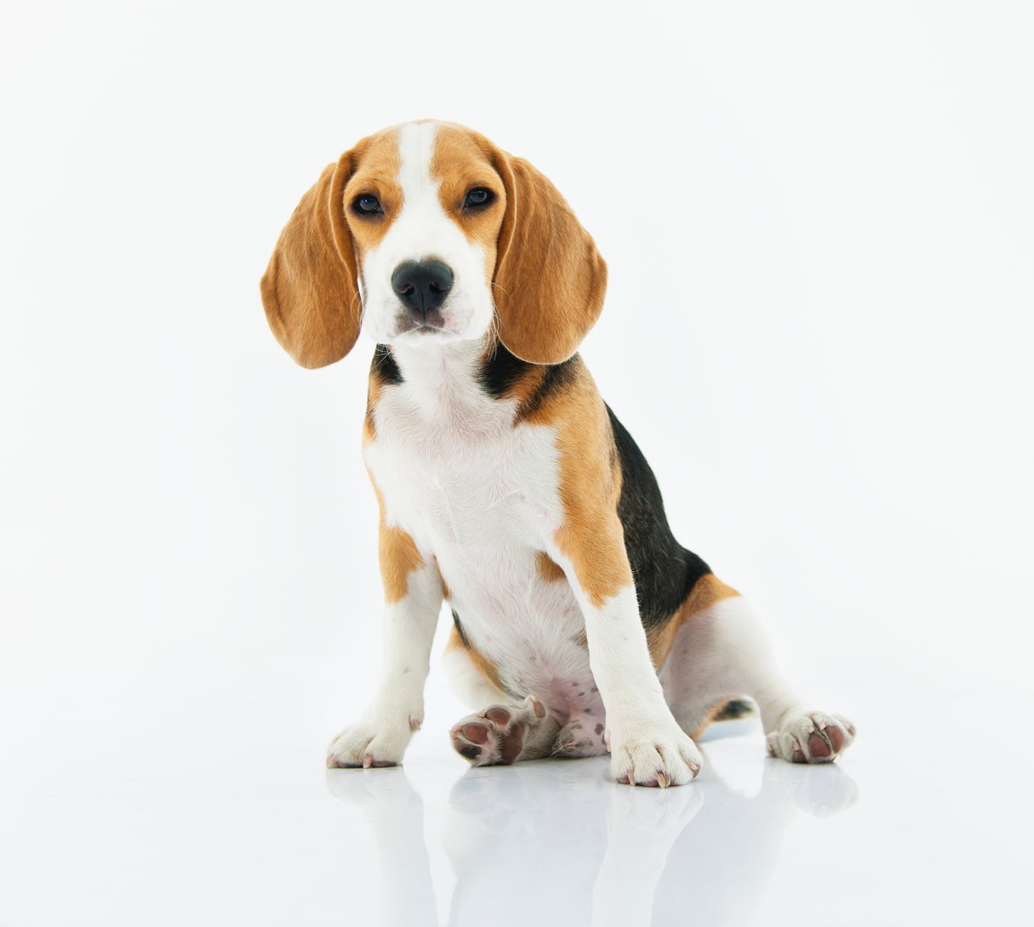 beagle puppy
