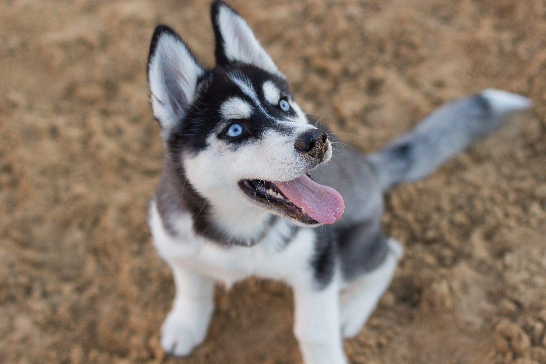 photo of siberian husky puppy