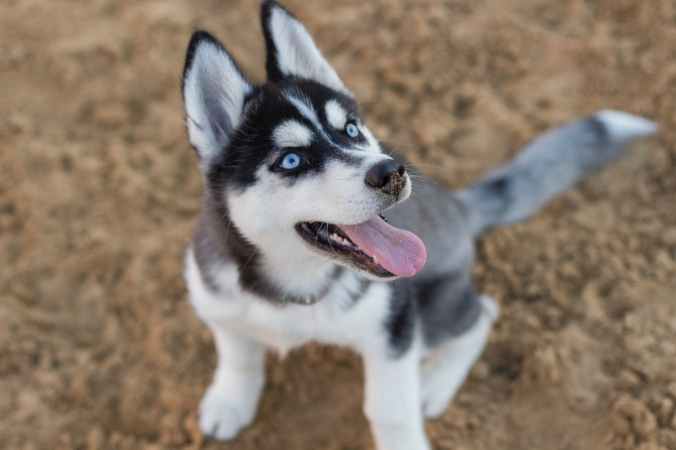 photo of siberian husky puppy