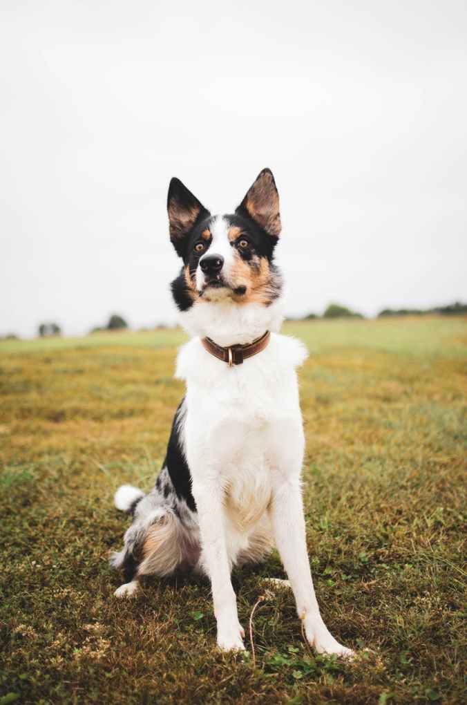photo of border collie dog sitting alone in grass field
