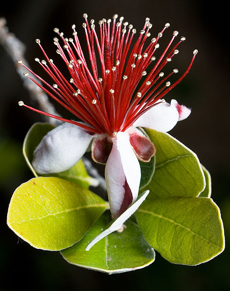 475px-Feijoa_sellowiana