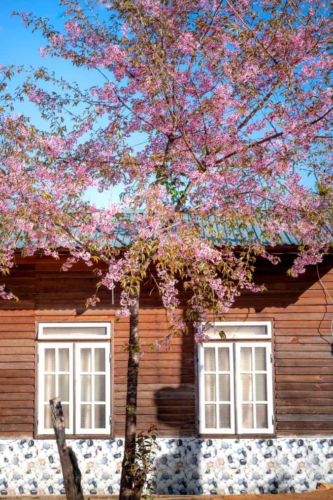 photo of pink leafed tree near wooden house